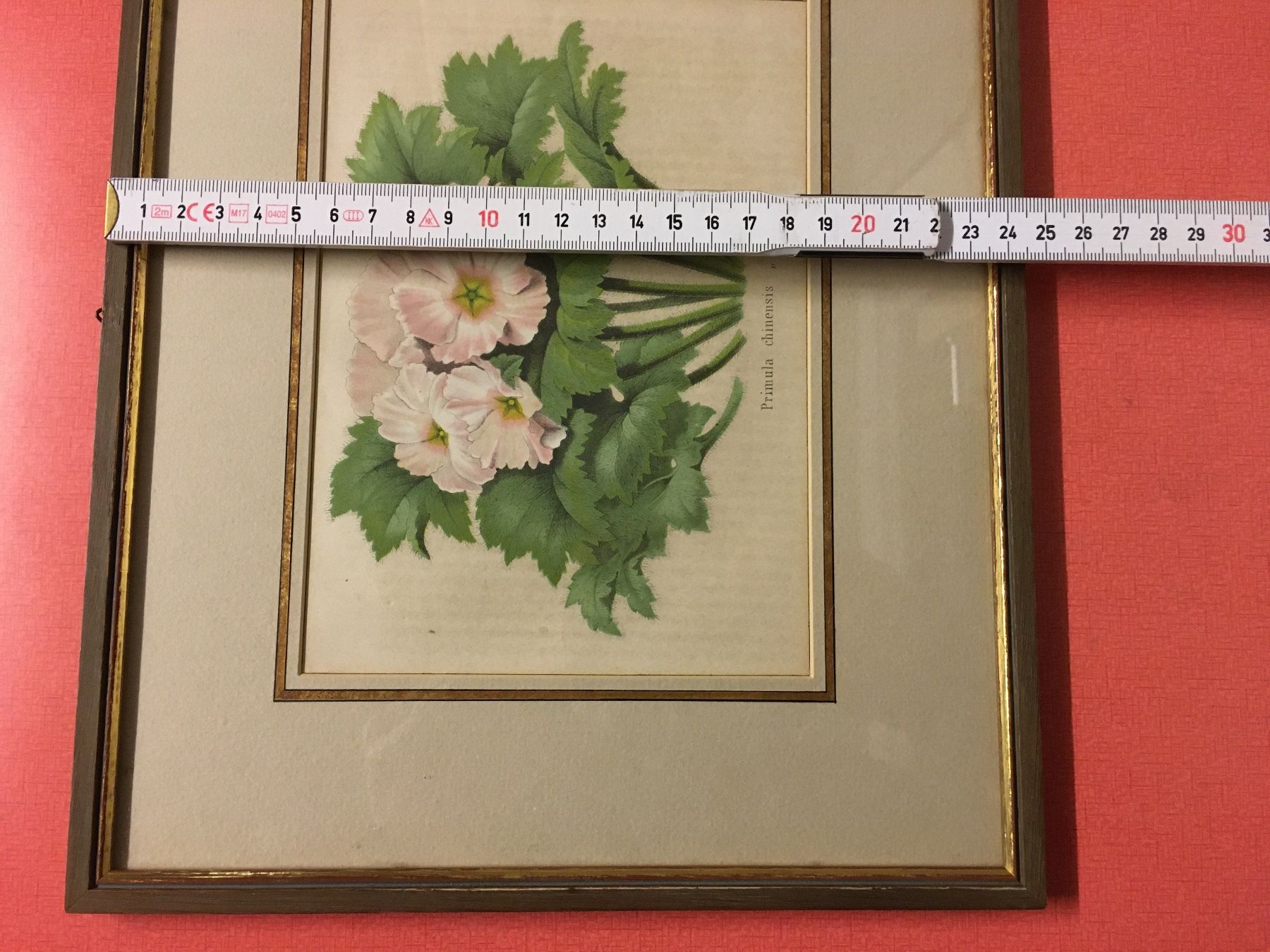 Grafica & Litografie: Alte Bild Primula  Farblithographie – Usato da Lanzenhäusern venduto da vic63 5