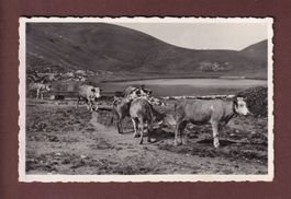 LEYSIN - Lac d'Aï - Vaches