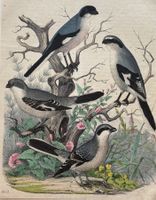 Lithographie um 1850 - Ornithologie, Vögel