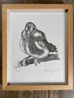 Pierre BAUMGART. Jeune milan. Bois gravé. HAINARD