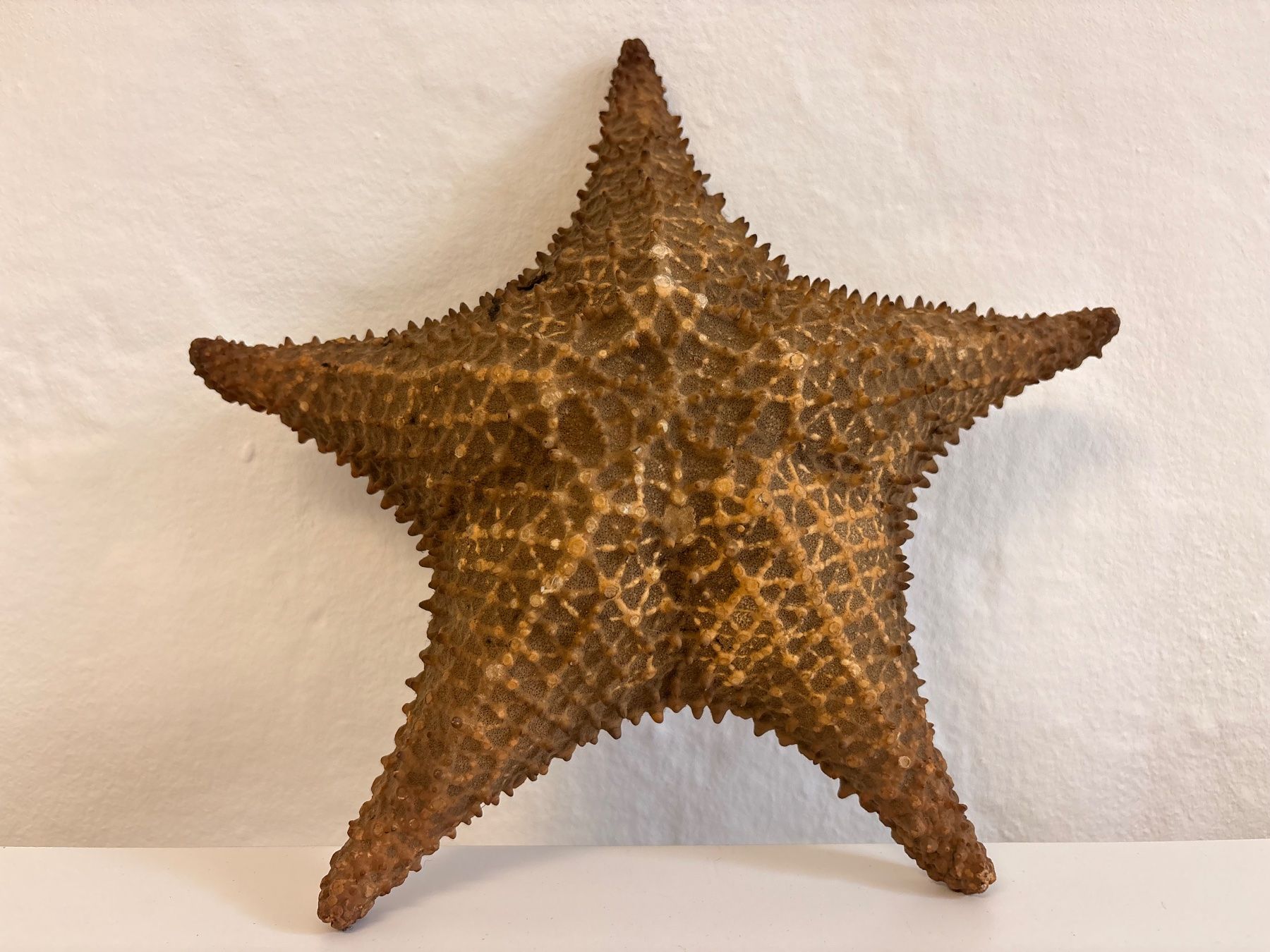 Alle Dekorationen: Echter SEESTERN ca. 27 cm Durchmesser - tolles Deko-Objekt – Gebraucht aus Chur von smart.shopper