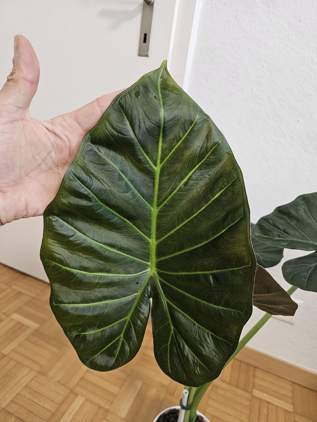 Piante & sementi: Grosse Mutterpflanze Alocasia Regal Shields – Nuovo (secondo la descrizione) da Utzenstorf venduto da Dac_mk 5