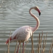 Profile image of CDROZ