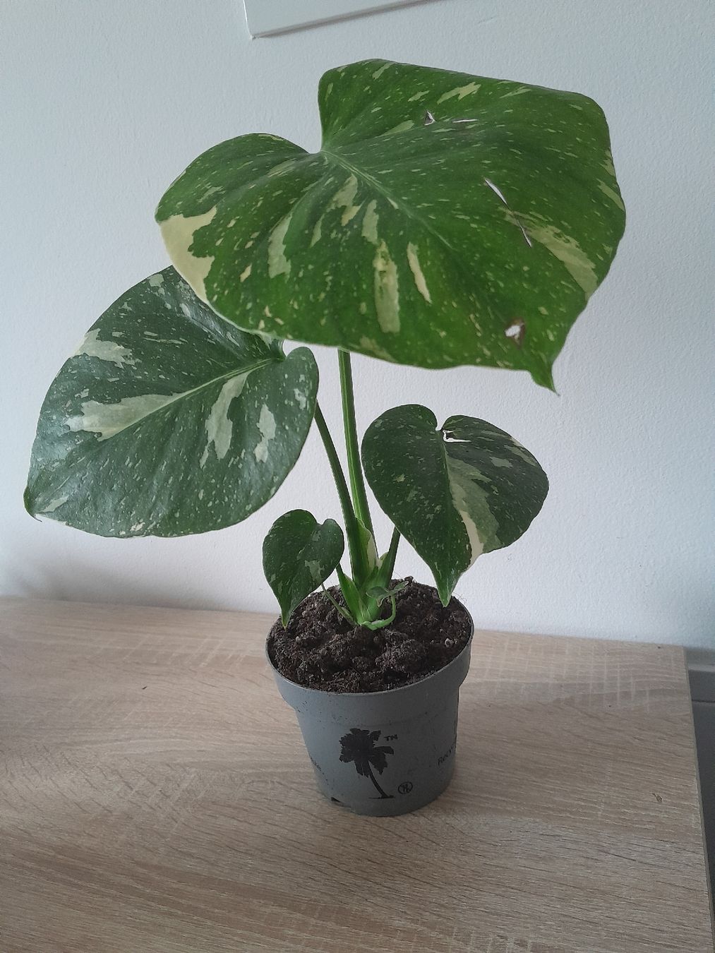 Pflanzen & Samen: Monstera Thai Constellation 40 cm – Gebraucht aus Walde AG von tra_7vrt