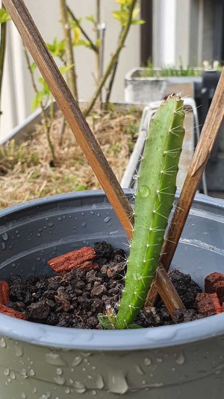 Drachenfrucht Setzling (Pitahaya oder Pitaya) Selenicereus (Neu (gemss  Beschreibung)) in Zrich fr CHF 10  nur Abholung auf Ricardo kaufen