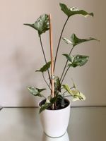 Syngonium Albo Variegata inkl. Elho Selbstbewässerungstopf