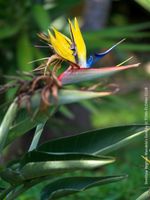 Strelitzia Reginae Mandela's Gold - GELB blühende Seltenheit