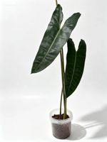 Philodendron Billietiae (XL)