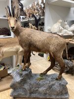 Gamsbock Präparat
