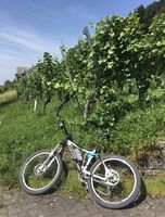 Wheeler Sky LTD - sehr gepflegt