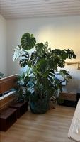 Monstera deliciosa Pflanze, 2m hoch
