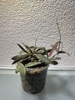 Bewurzelte Hoya Stecklinge
