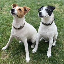 Profile image of SurvivalDog
