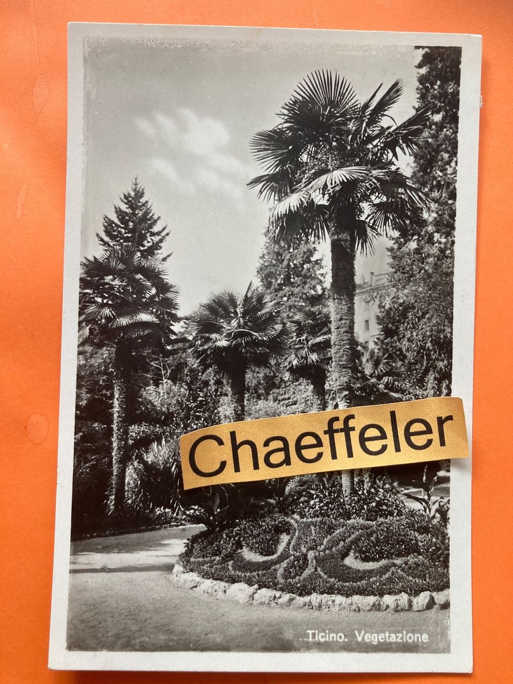 Cartoline postali: Ticino, Vegetatione – Usato da Zürich venduto da Chaeffeler