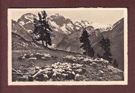 DAVOS - Schafherde im Sertigtal - 1959