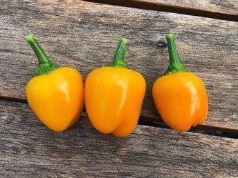 Piante & sementi: 30 Samen MINIBELL ORANGE Paprika – Nuovo (secondo la descrizione) da Ehrendingen venduto da VerveinaSamen 1