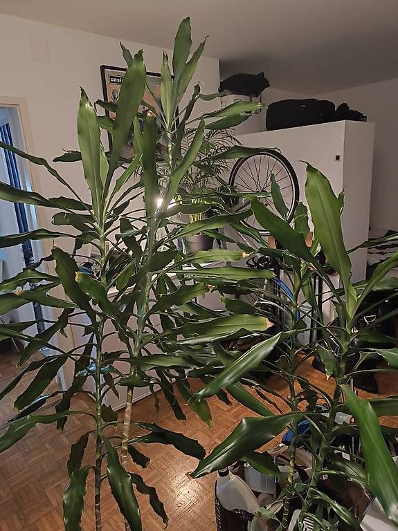 Plantes & graines: Big plant – D'occasion à Uster par add_8sxt
