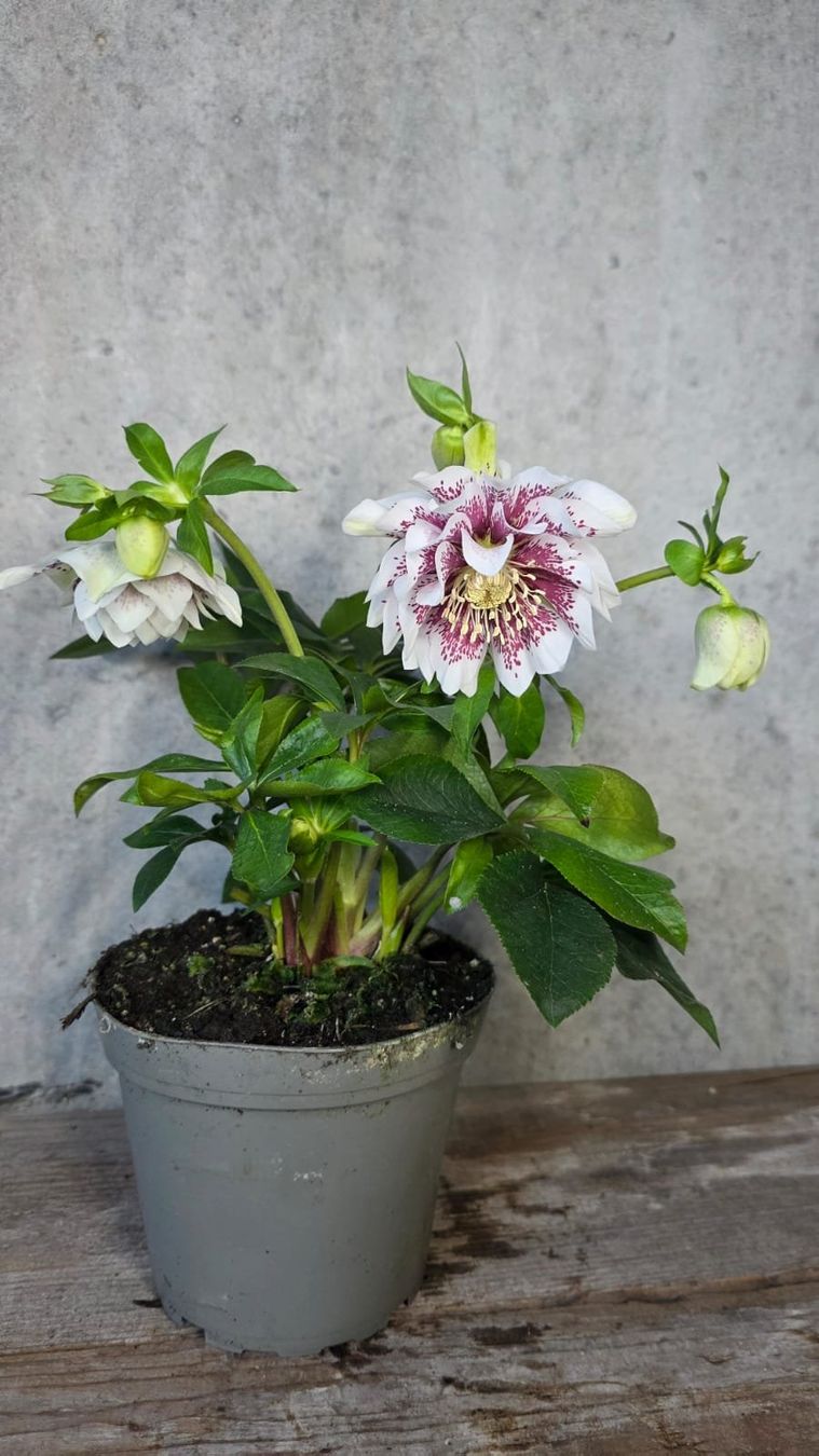 Piante & sementi: Lenzrose 'Molly' – Usato da St.Erhard venduto da Plumilandschweiz 3