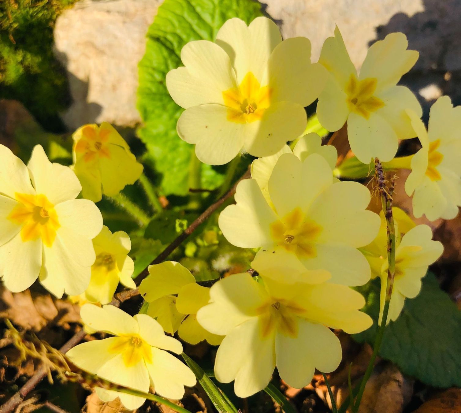 Piante & sementi: PRIMULA ACAULIS Gemeinsame Primel x10stk – Nuovo e nell'imballaggio originale da Rovio venduto da POSITIFFARTandPLANTS 5