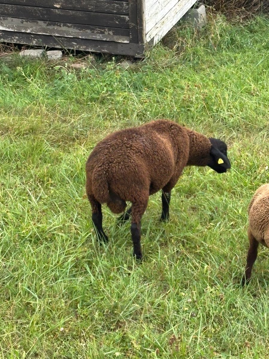 Futter: Schafbock sbs – Gebraucht aus Zuzgen von Deutzfahr00 1