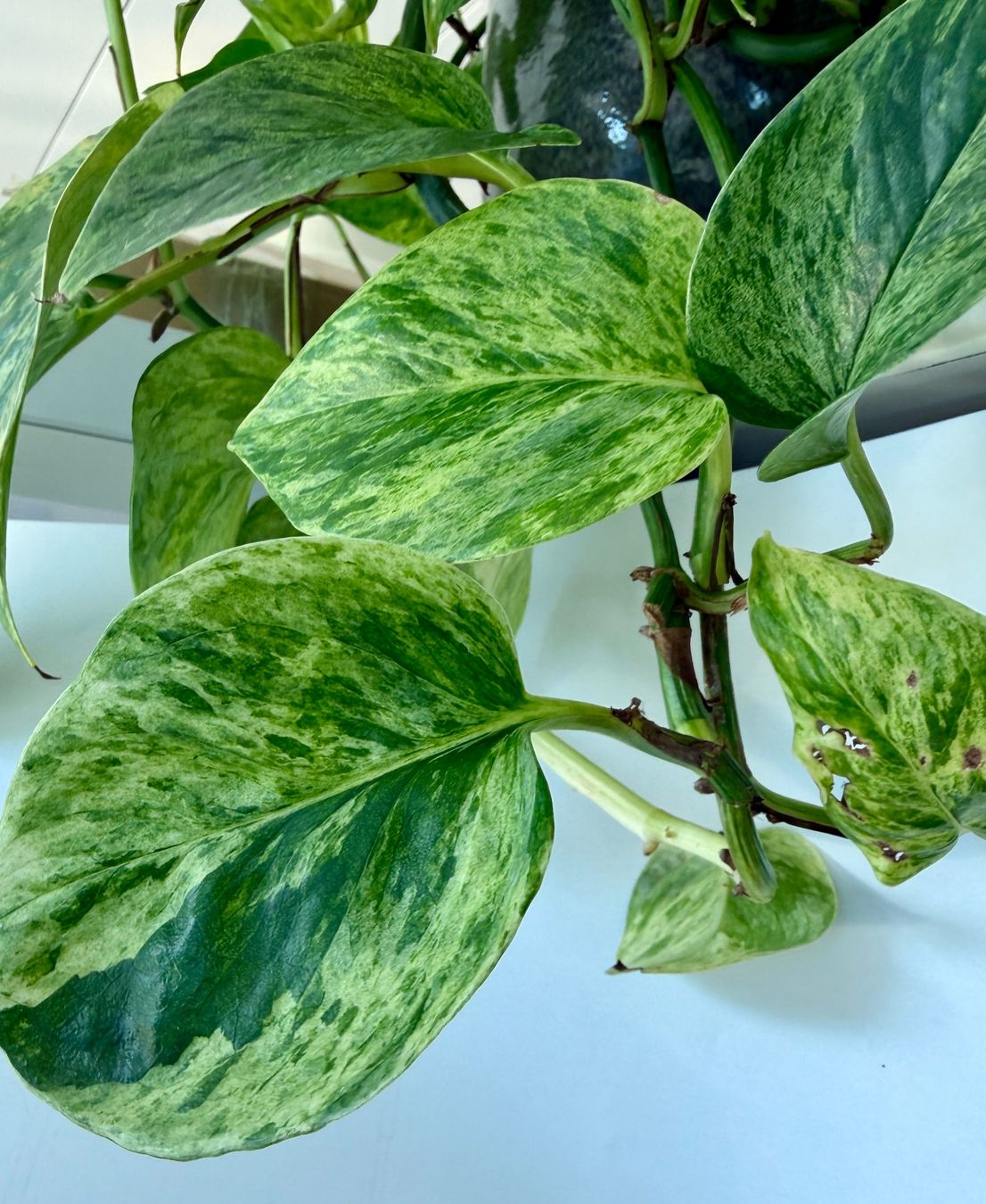 Piante & sementi: gefleckte Efeutute (Epipremnum)"Marbel Queen" – Nuovo (secondo la descrizione) da Auenstein venduto da EW89 1