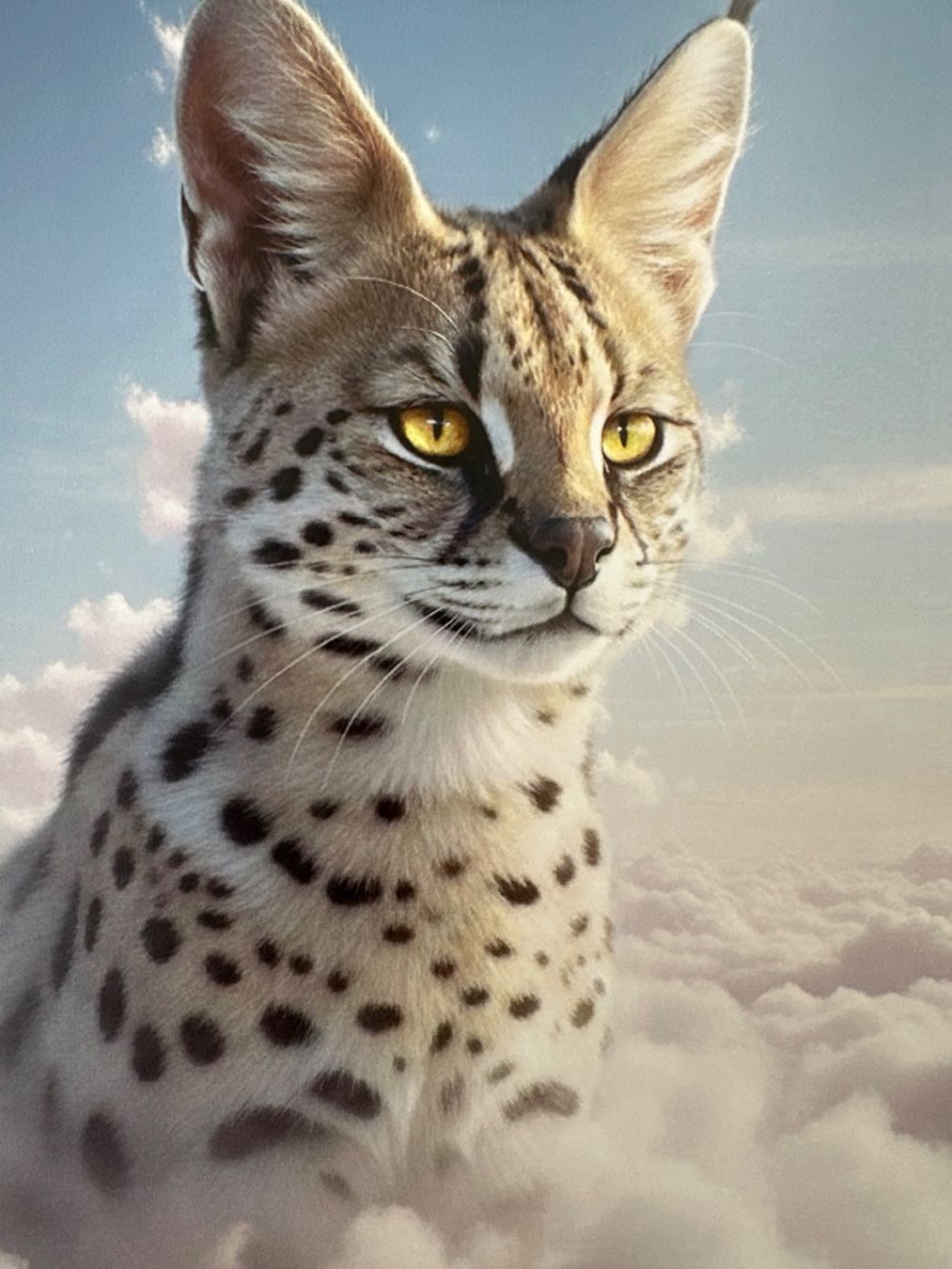 Foto & Immagini: Bubble Studio: Himmel-Katze, signiert 8/50 – Nuovo (secondo la descrizione) da Meilen venduto da Smgdesign 2