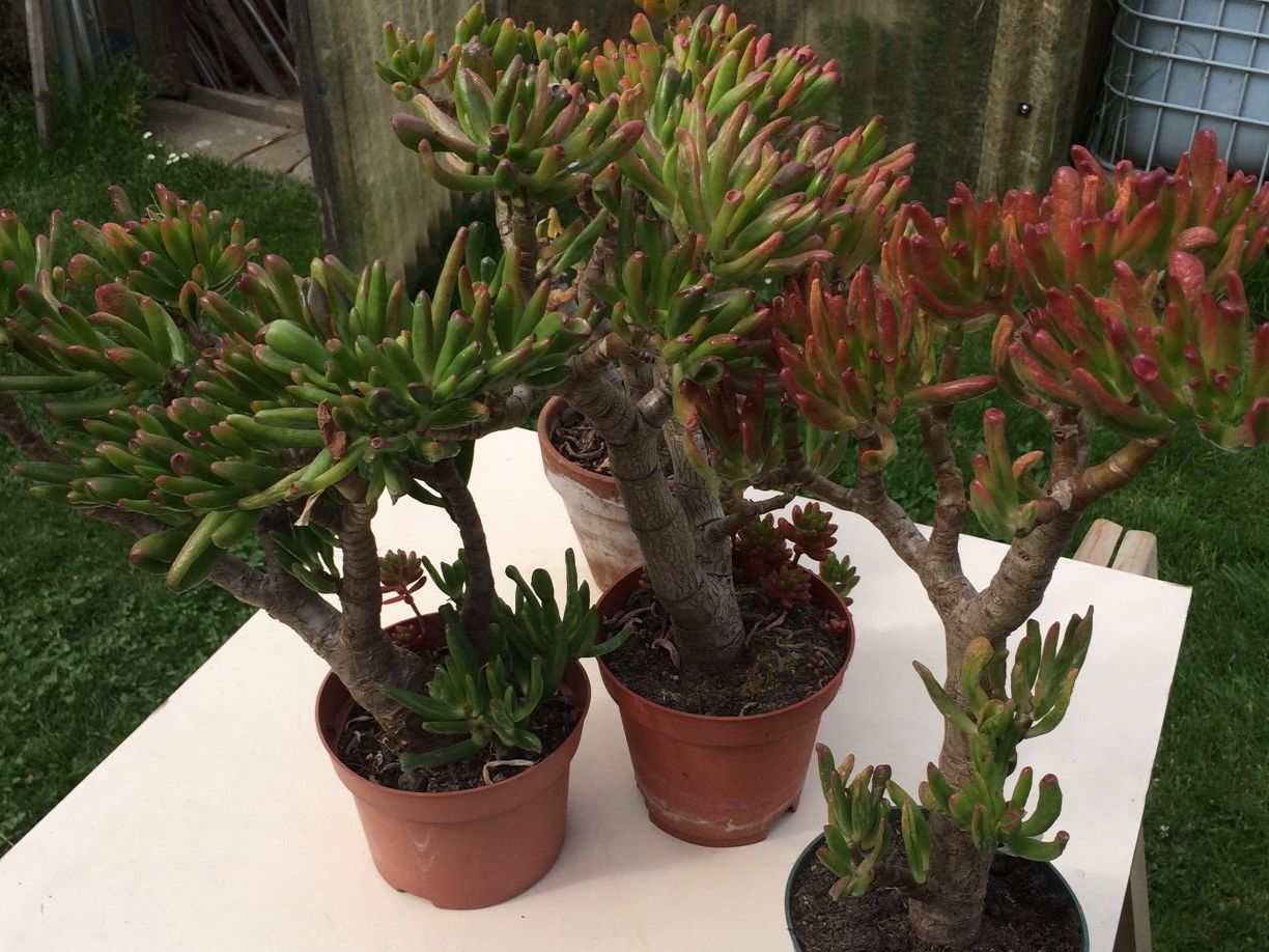 Pflanzen & Samen: Crassula Argantea  Talerbaum, Dickblatt – Neu (gemäss Beschreibung) aus Vinelz von Wellensittich55 2