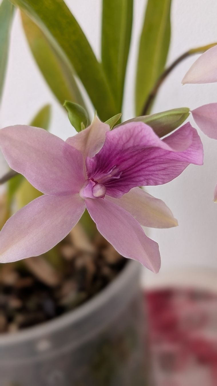 Piante & sementi: Miltonia 'Honolulu Dark Lip' Orchidee – Usato da Untervaz venduto da Lyraia 3