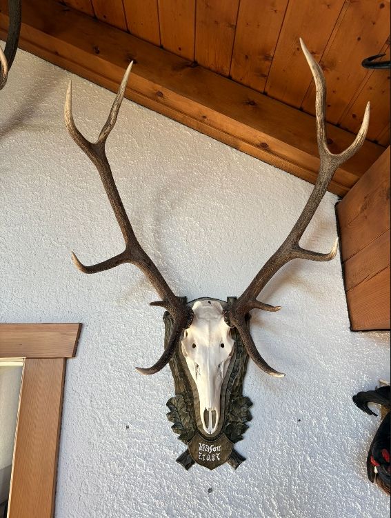 Il mondo degli animali: Hirschgeweih mit Schädelschild, Jagdtrophäe, Dekoration – Usato da Wettingen venduto da Bwalti