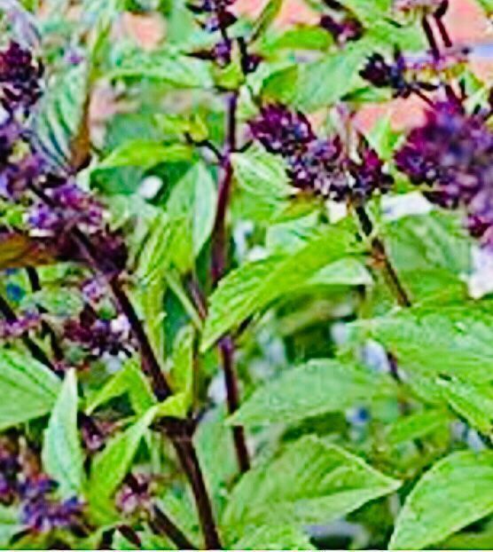 Pflanzen & Samen: 50 SAMEN Zimt Basilikum OCIMUM BASILICUM – Neu und originalverpackt aus Rovio von POSITIFFARTandPLANTS 4
