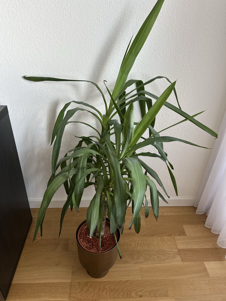 Piante & sementi: Yucca Palme top Zustand ca. 100 – Usato da Liestal venduto da Busra99 3