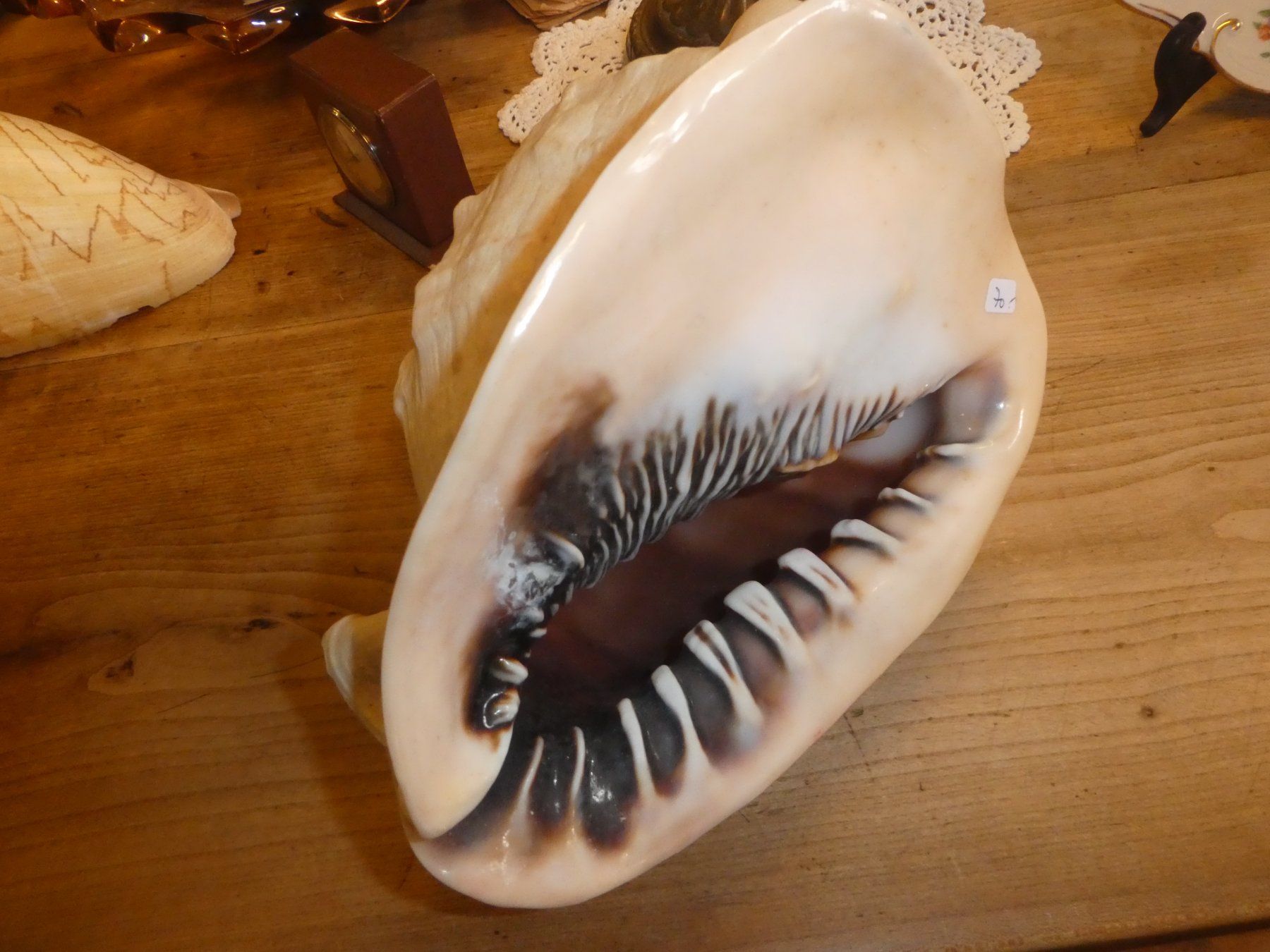 Fossili: Grosse, schöne Triton Muschel – Usato da Chur venduto da Diversico2010 2