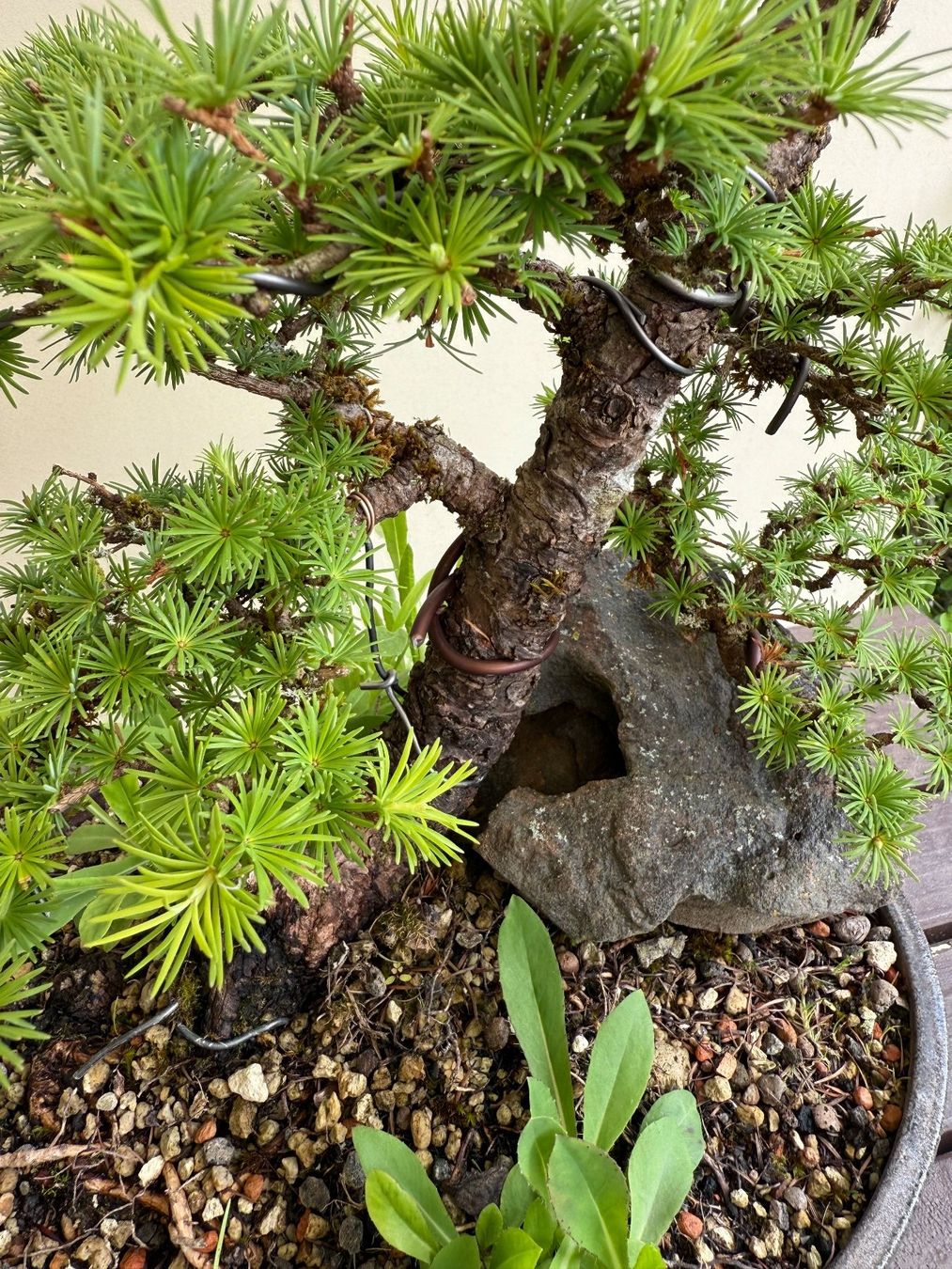 roter ahorn bonsai outdoor Bonsai für draußen main image 1