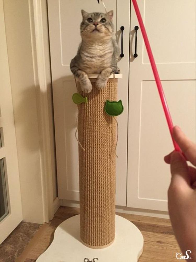Katzenbaum - Kratzbaum: CatS Design Kratzbaum Kratzstamm G – Neu und originalverpackt aus Mönchengladbach von Zoopplier 5