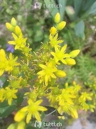 Tutte le decorazioni: Blumenball – Nuovo (secondo la descrizione) da Frauenfeld venduto da Irene.Schuppli 4