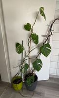 Monstera Variegata Blumen Pflanzen Blumentopf Pflanzentopf