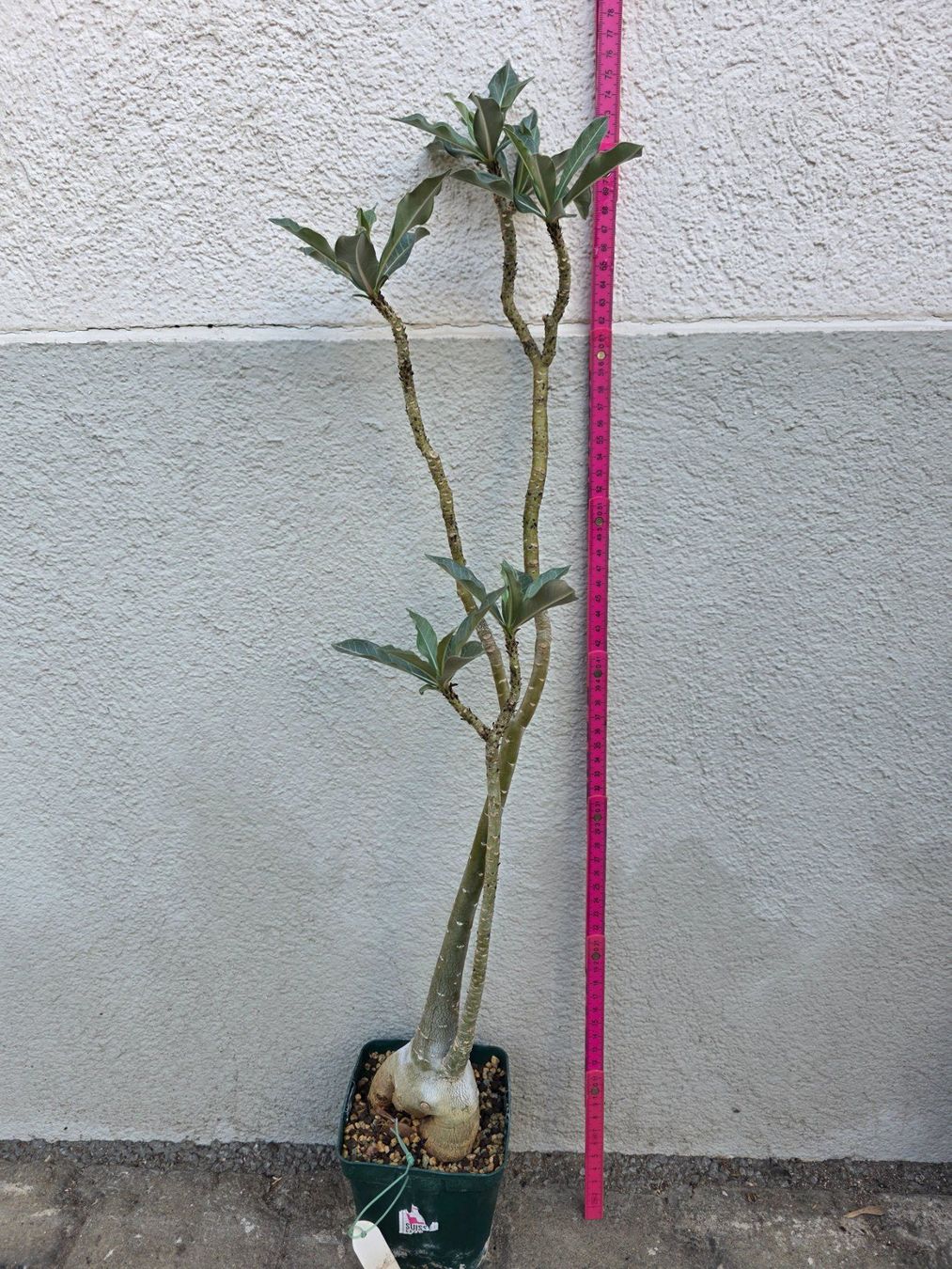 Piante & sementi: Adenium obesum / Wüstenrose – Nuovo (secondo la descrizione) da Thalheim venduto da silvara01 1