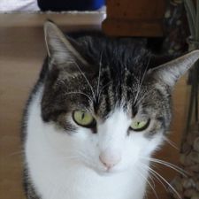 Profile image of oreliefredy