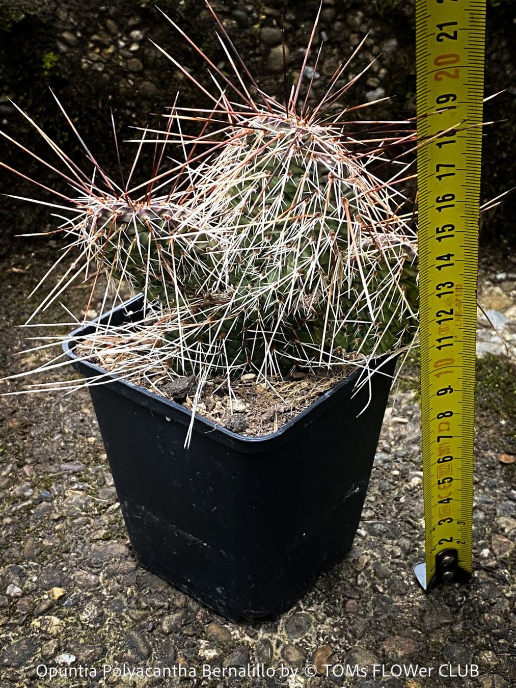Piante & sementi: Opuntia Polyacantha Bernalillo - winterharter Kaktus – Nuovo e nell'imballaggio originale da Adliswil venduto da astom369 6