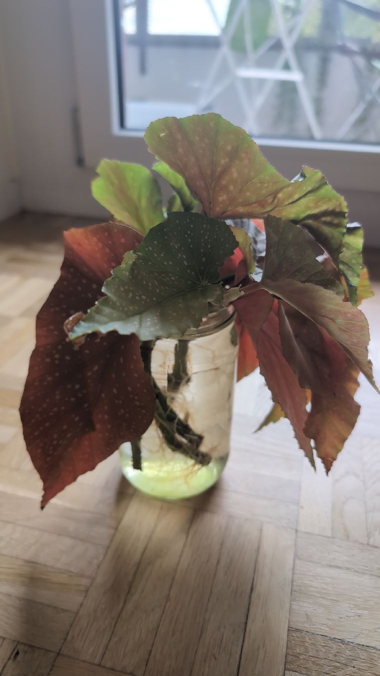 Pflanzen & Samen: Angel Wing Begonia Stecklinge – Gebraucht aus Wallisellen von ali_x62p 1