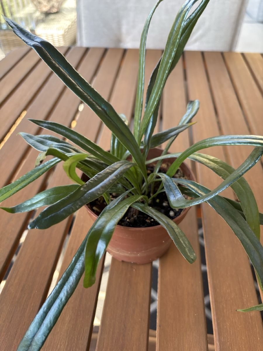 Pflanzen & Samen: Microsorum thailandicum – Gebraucht aus Dättwil AG von Bagste01