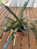 Microsorum thailandicum