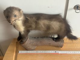 Präparrat Steinmarder auf Holz Sockel guter Zustand