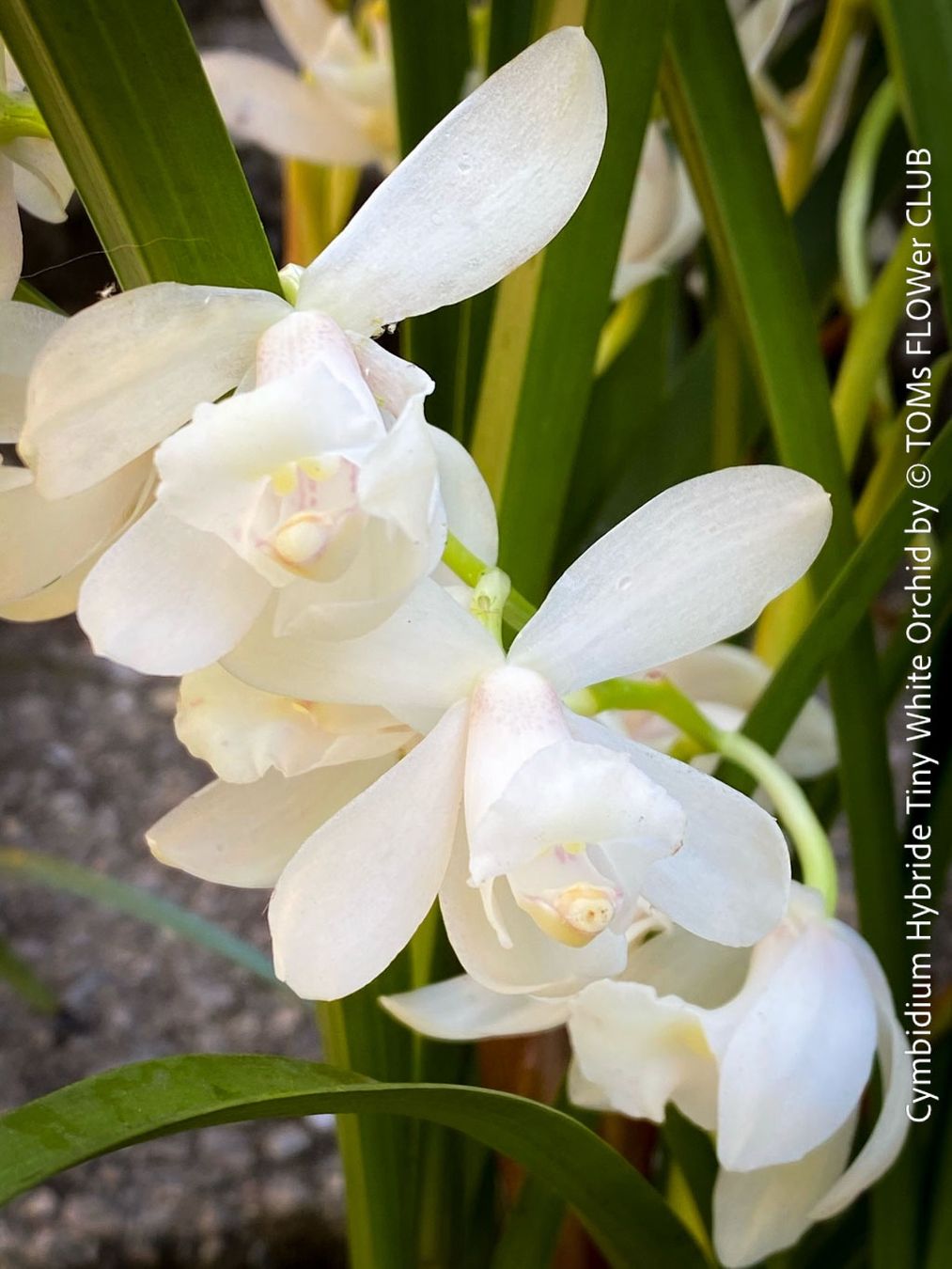 Piante & sementi: Cymbidium Hybride Tiny White Orchidee – Nuovo e nell'imballaggio originale da Adliswil venduto da astom369 4