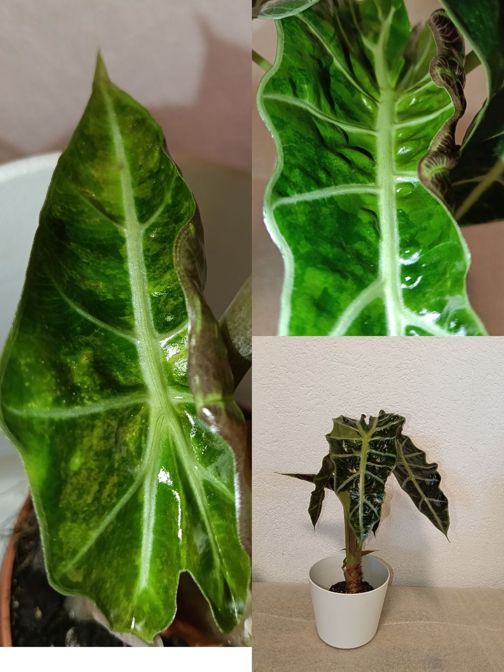 Piante & sementi: Alocasia Polly Variegata – Nuovo (secondo la descrizione) da schöftland venduto da UniquePlants