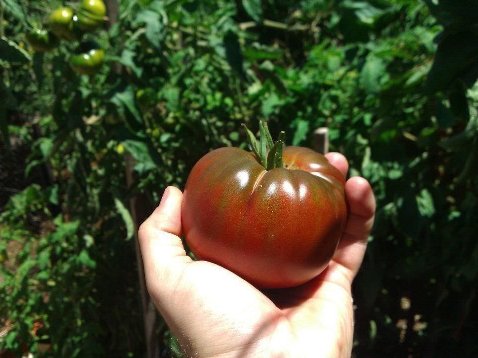 Piante & sementi: 50 Samen TOMATE BLACK RUSSIAN Alte Sorte – Nuovo (secondo la descrizione) da Ehrendingen venduto da VerveinaSamen 7