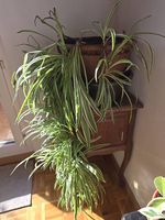 Plante araignée chlorophitum