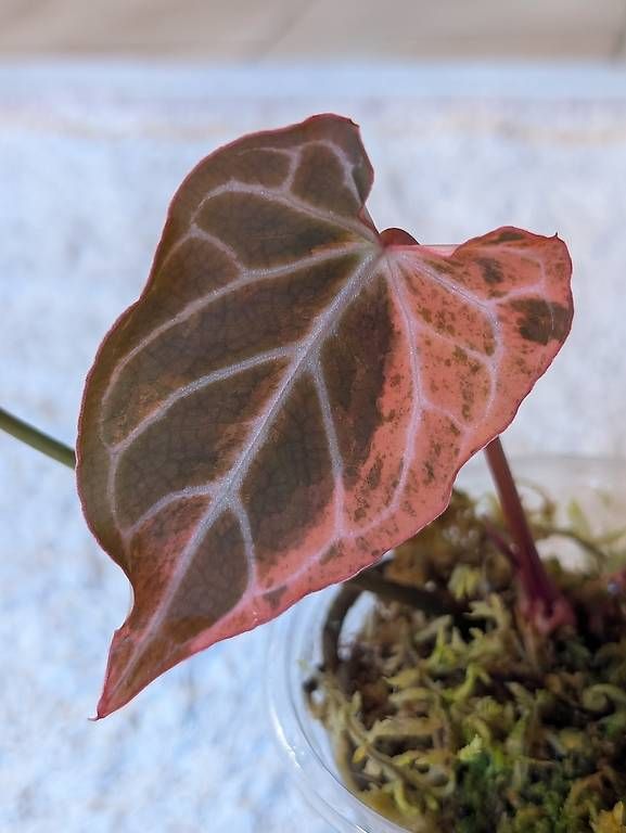 Piante & sementi: Anthurium Crystallinum Albo Variegata – Nuovo (secondo la descrizione) da Faulensee venduto da plantmama 6