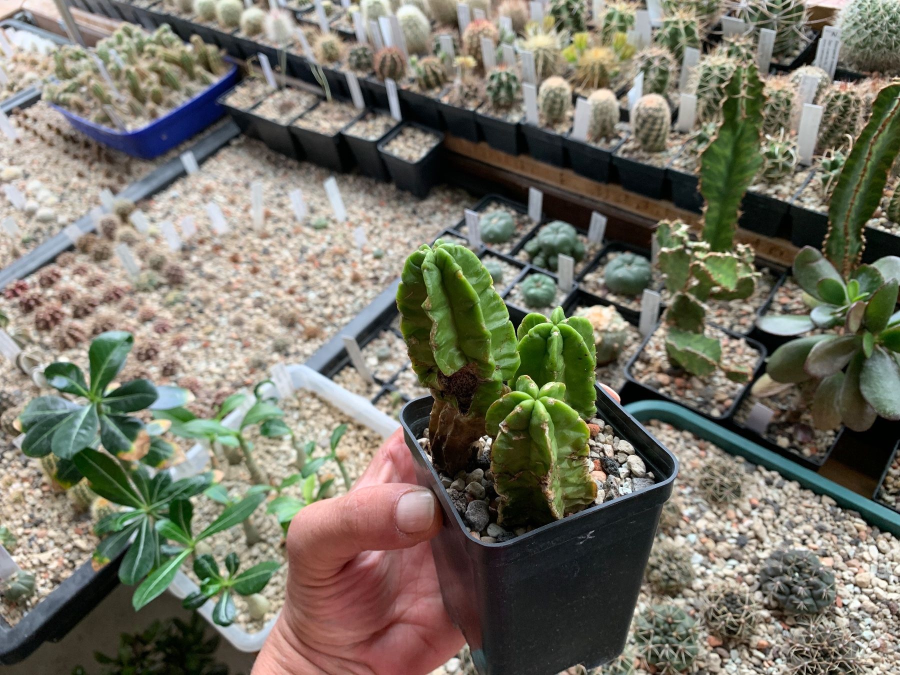 Pflanzen & Samen: Echinocereus viereckii ssp. morricalii – Gebraucht aus Rorbas von SimS0n 1