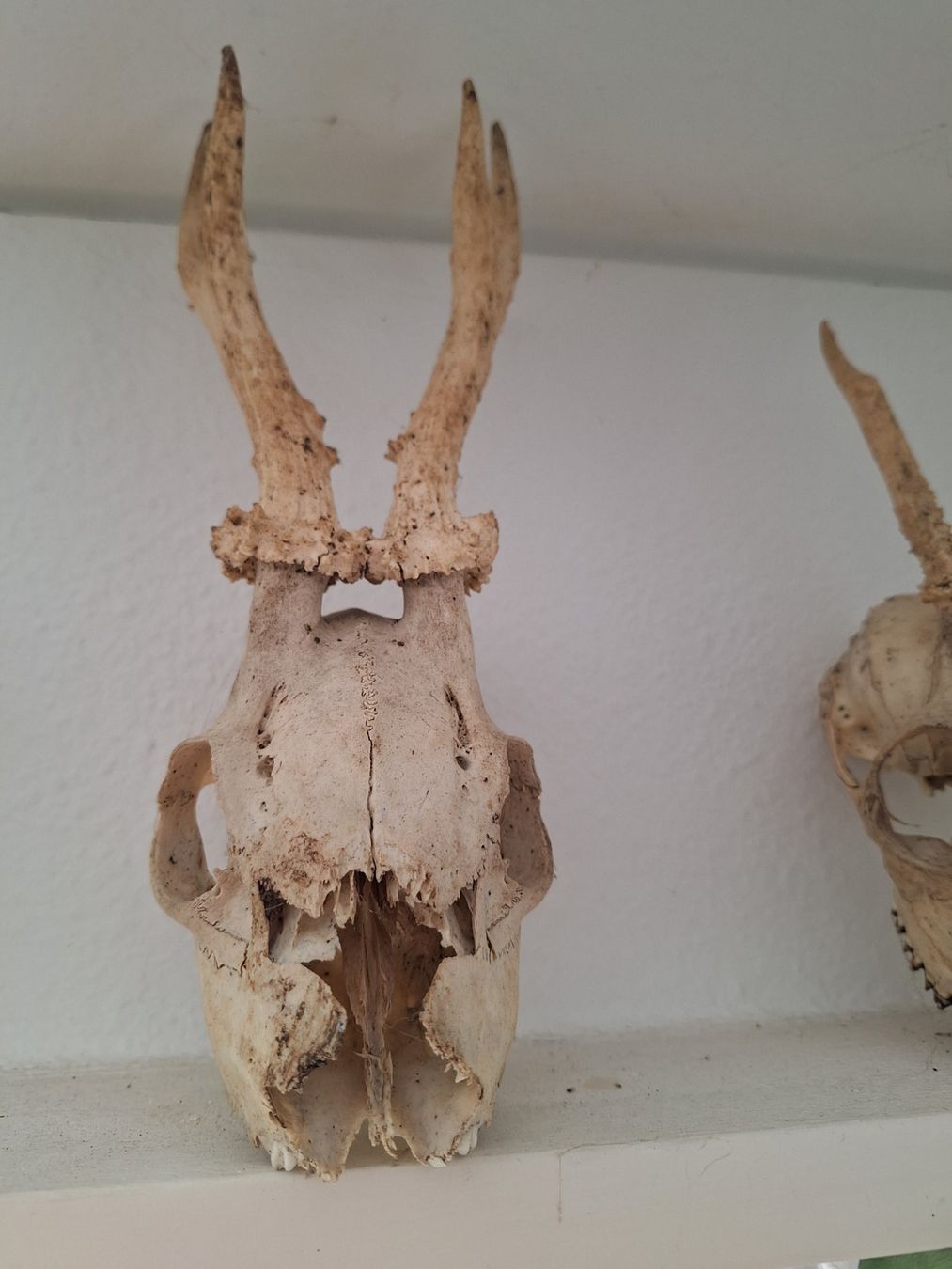 Figuren: Schädel Reh, Dachs, Fuchs, Bieber – Gebraucht aus Mümliswil von Arva 4